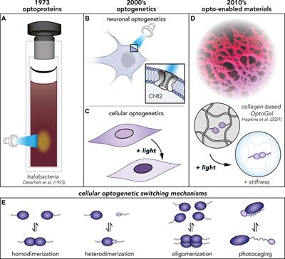 Extracellular Optogenetics at the Interface of Synthetic Biology and Materials Science